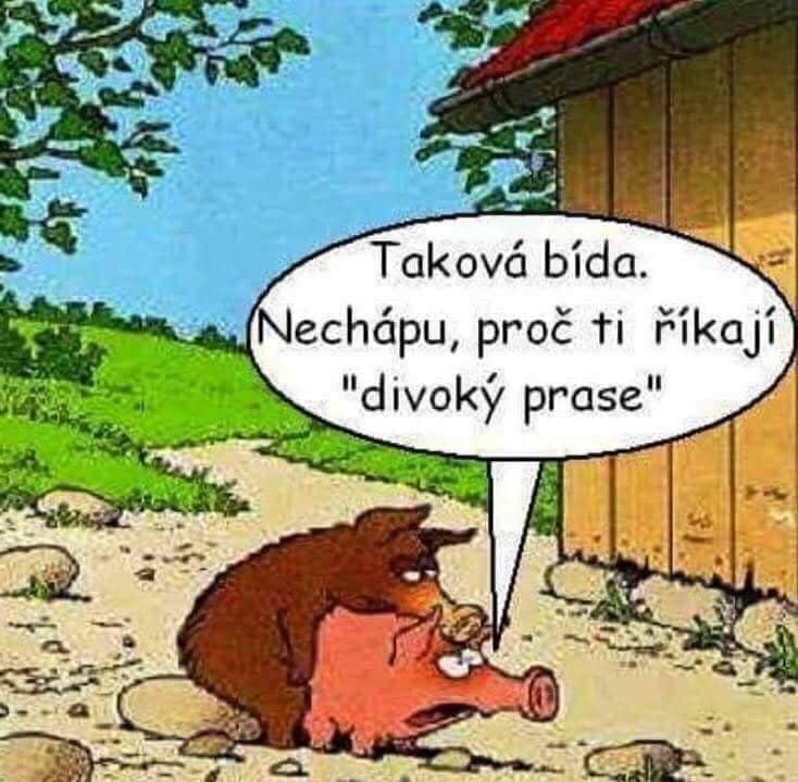 Obrázek